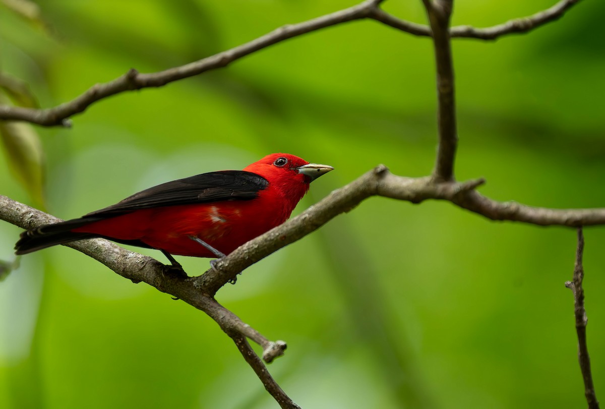 Scarlet Tanager - ML620813204