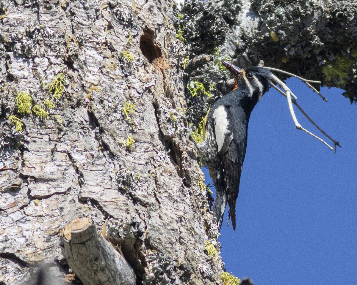 Williamson's Sapsucker - ML620813208