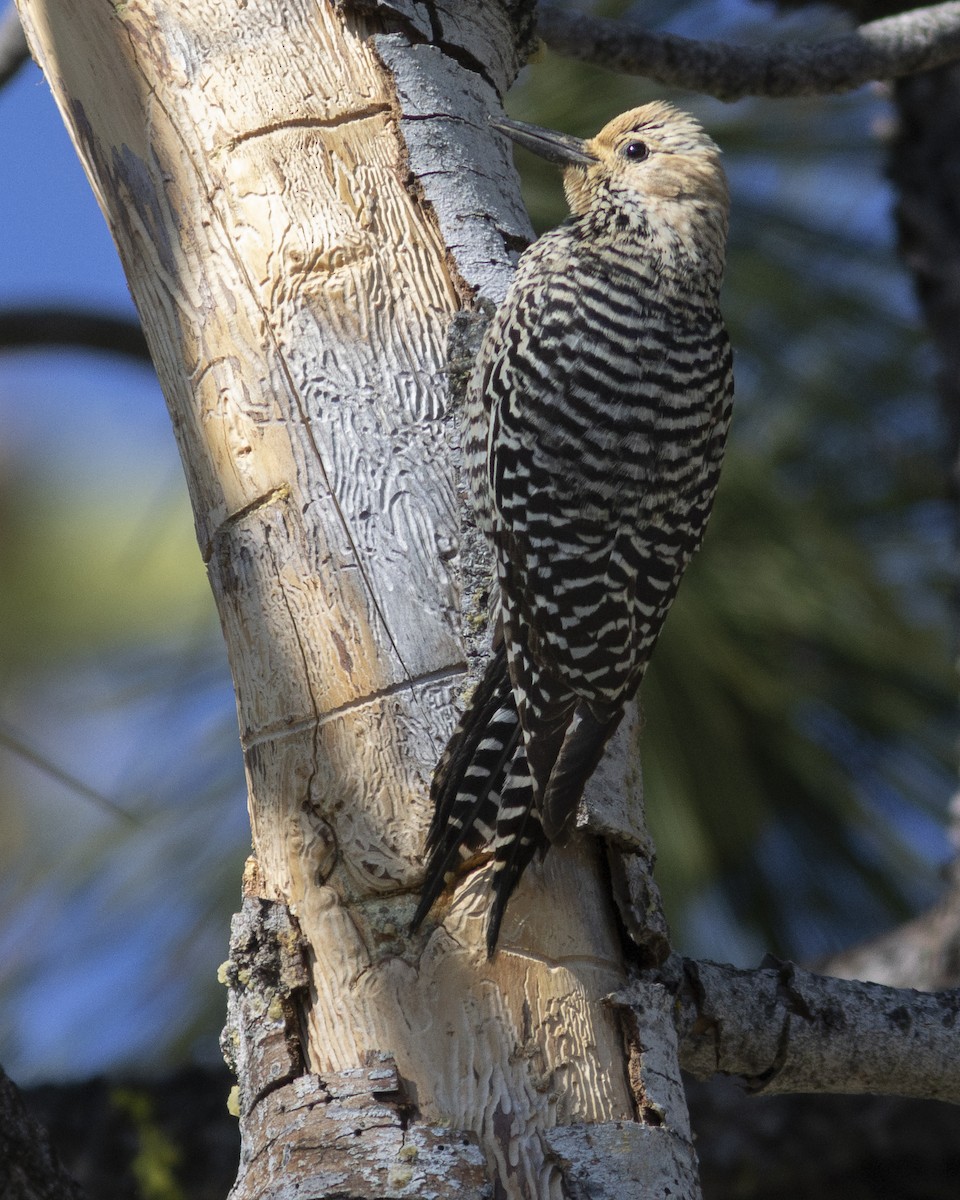 Williamson's Sapsucker - ML620813209