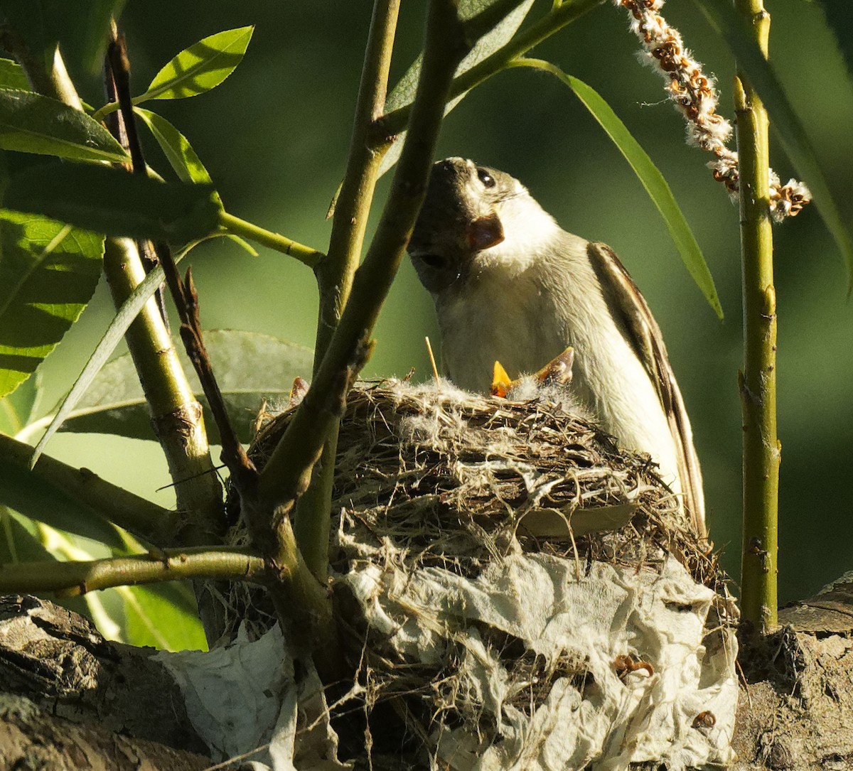 Alder/Willow Flycatcher (Traill's Flycatcher) - ML620813210