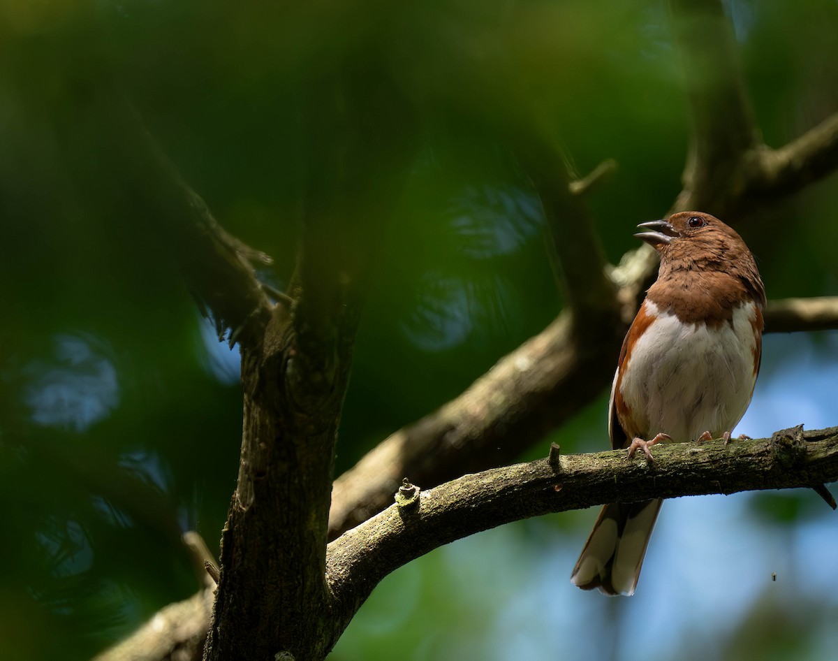 Eastern Towhee - ML620813211