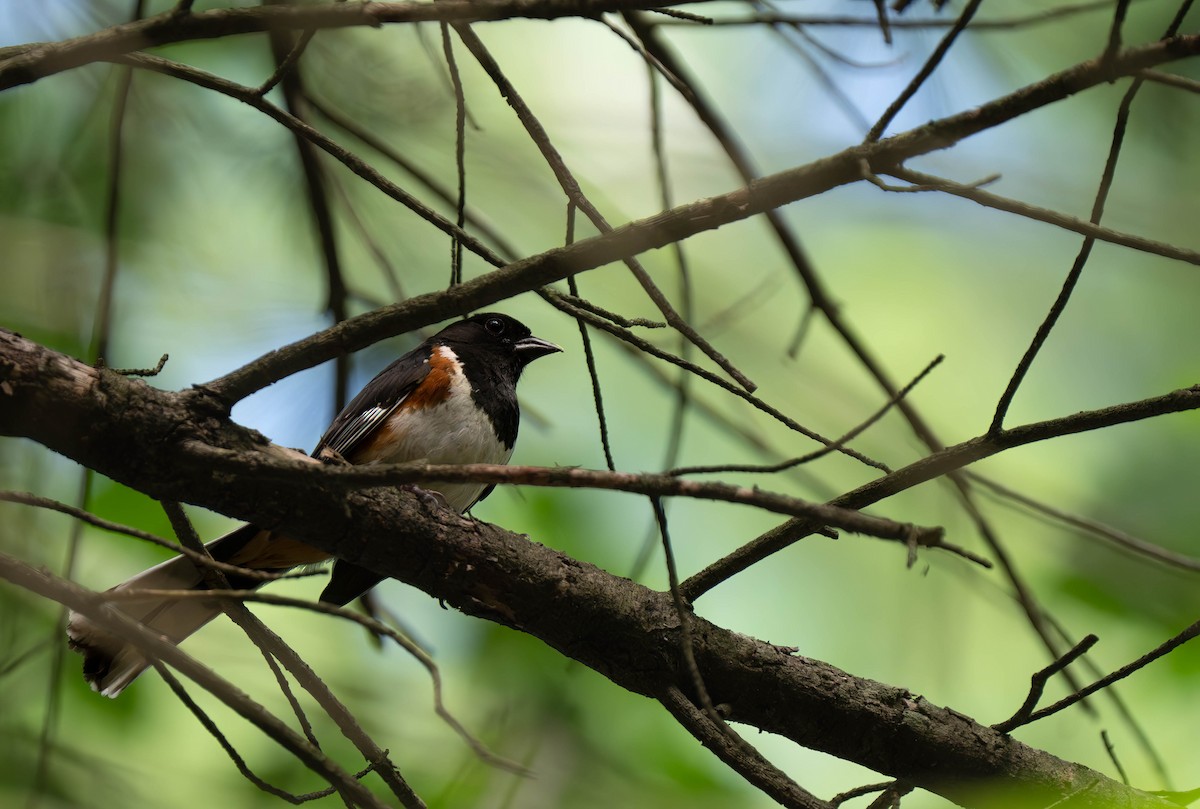 Eastern Towhee - ML620813212