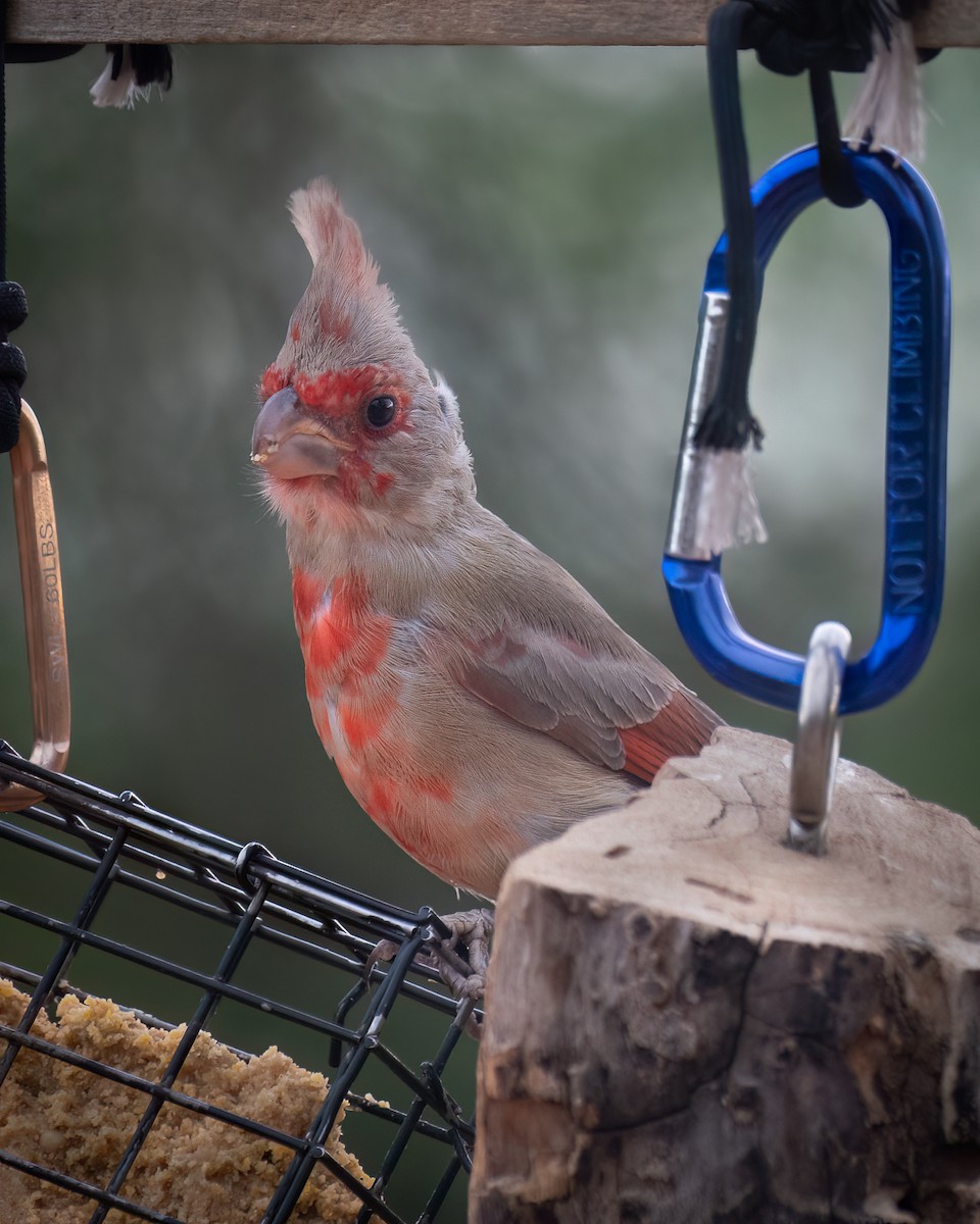 Cardinal pyrrhuloxia - ML620813214