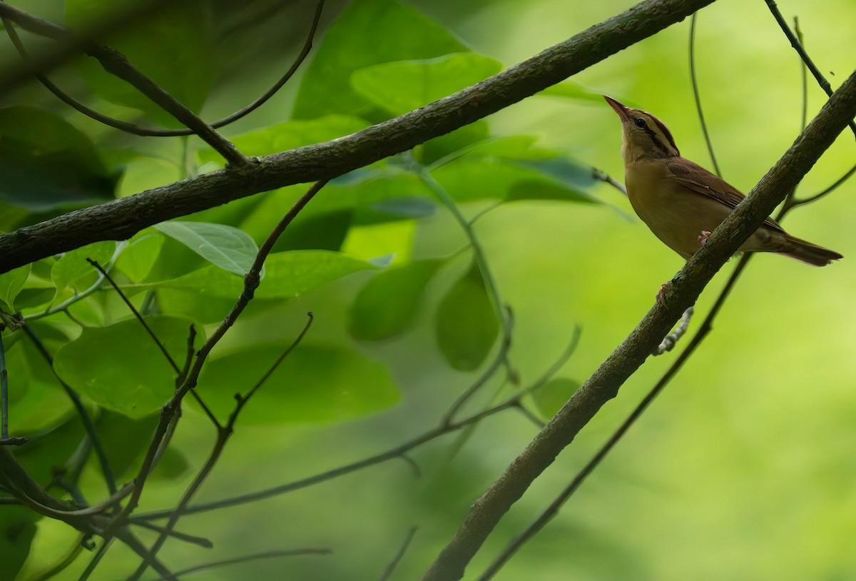 Worm-eating Warbler - ML620813215