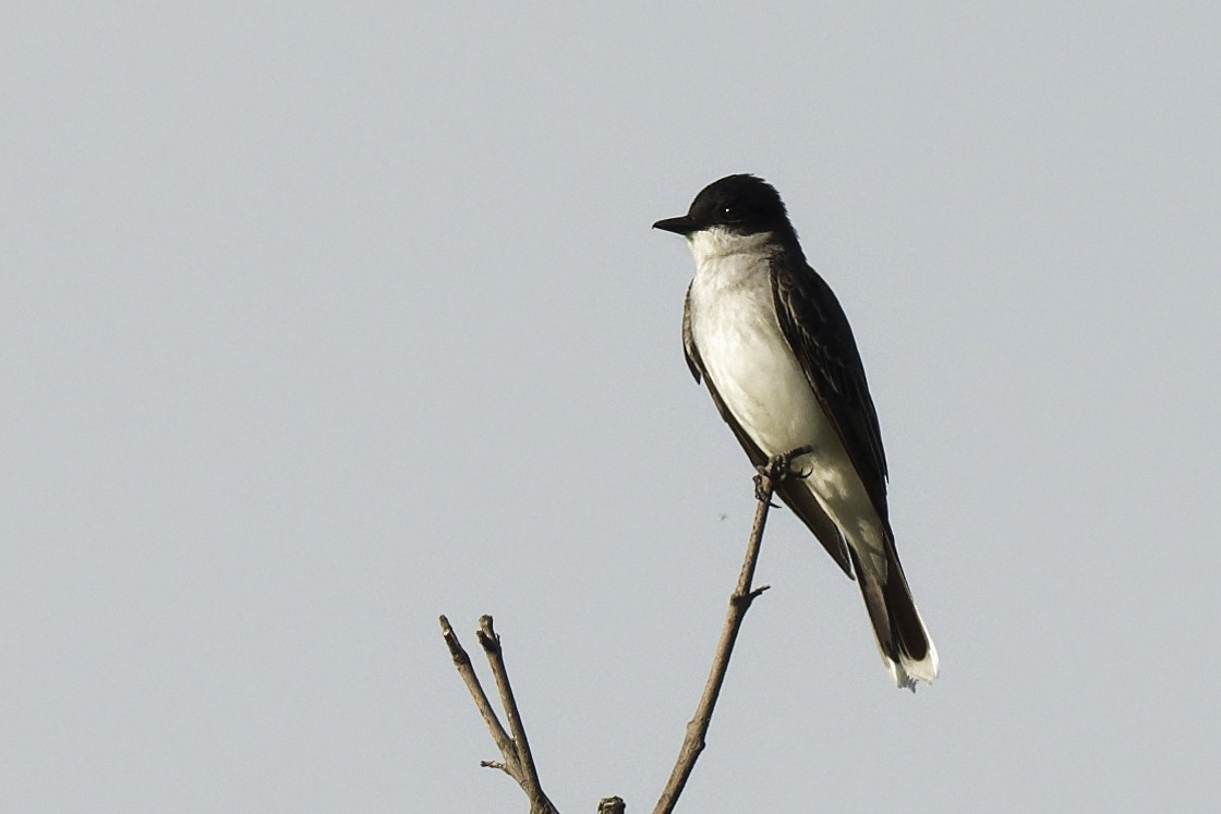 Eastern Kingbird - ML620813217