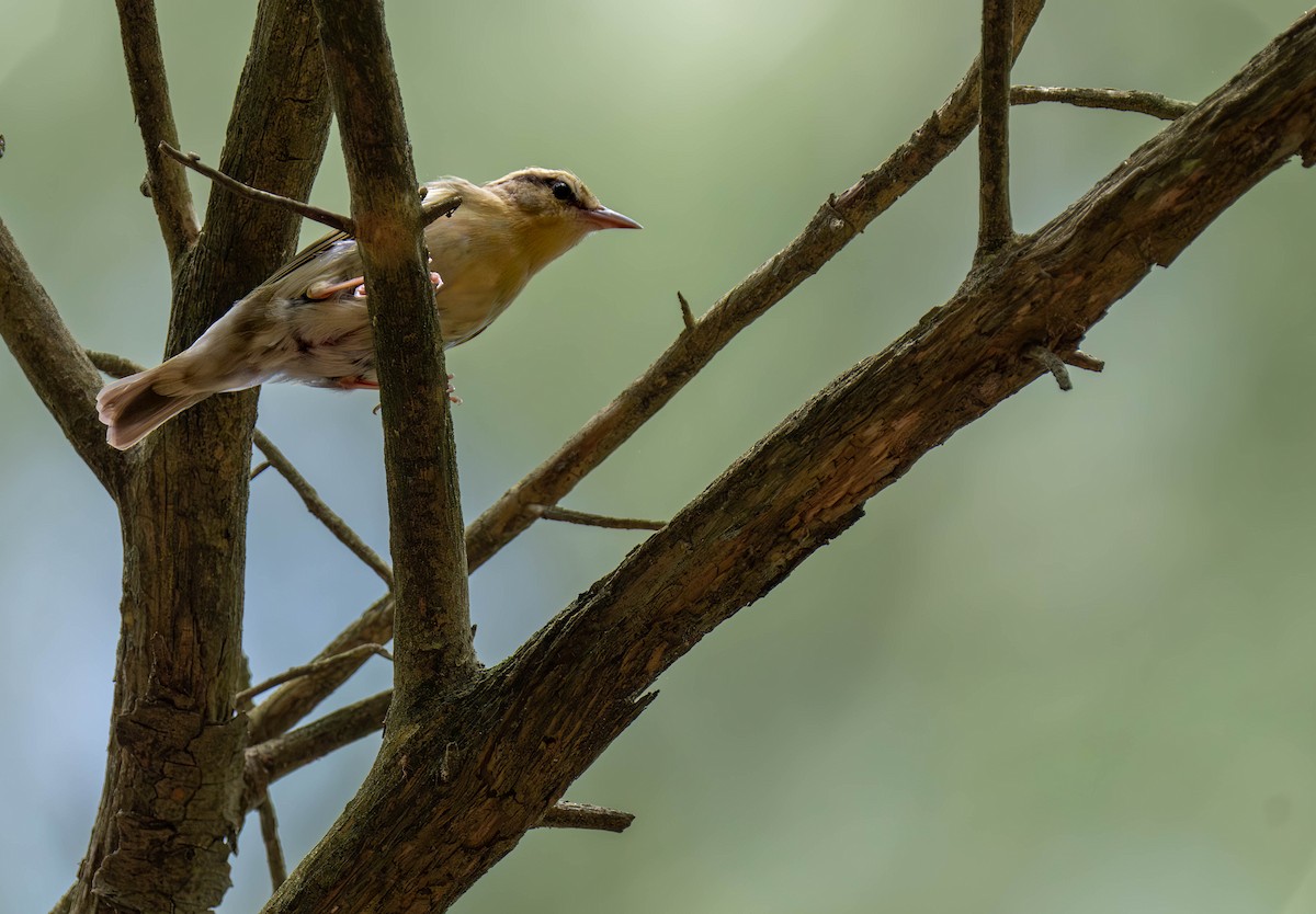 Worm-eating Warbler - ML620813218