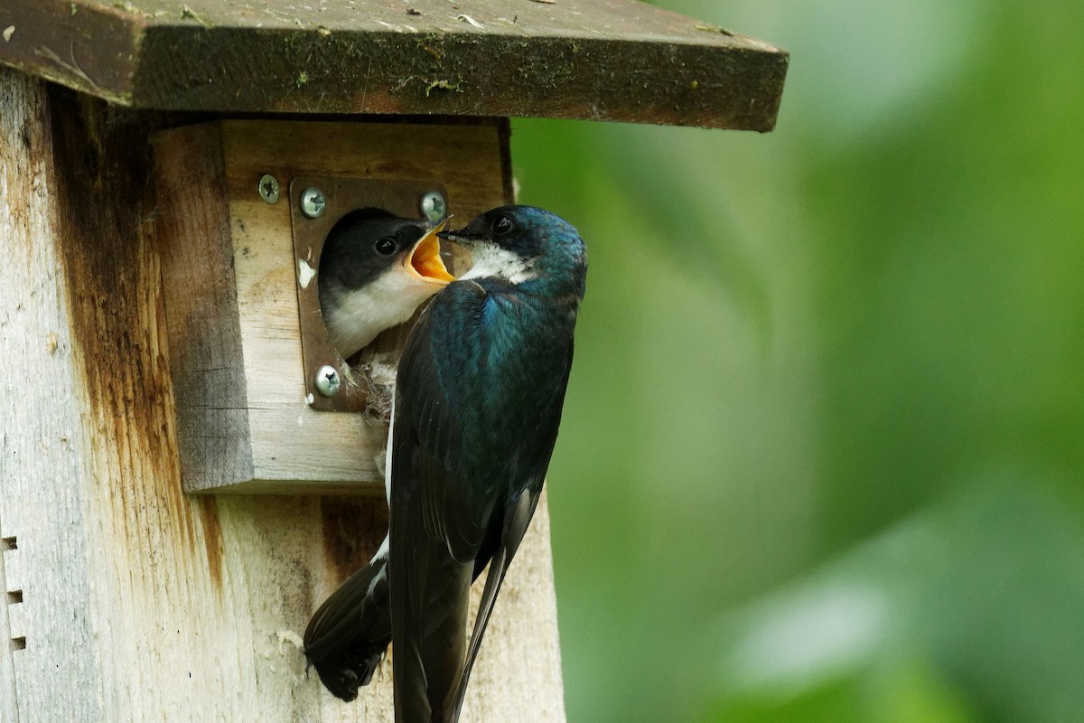 Tree Swallow - ML620813220