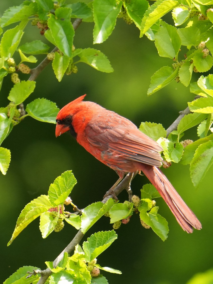 Northern Cardinal - ML620813223