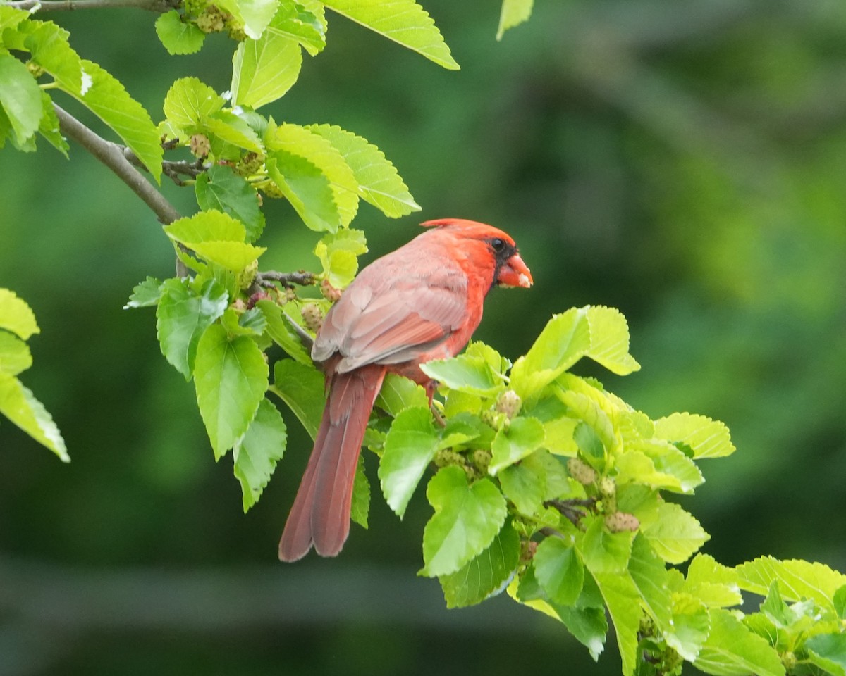 Northern Cardinal - ML620813224