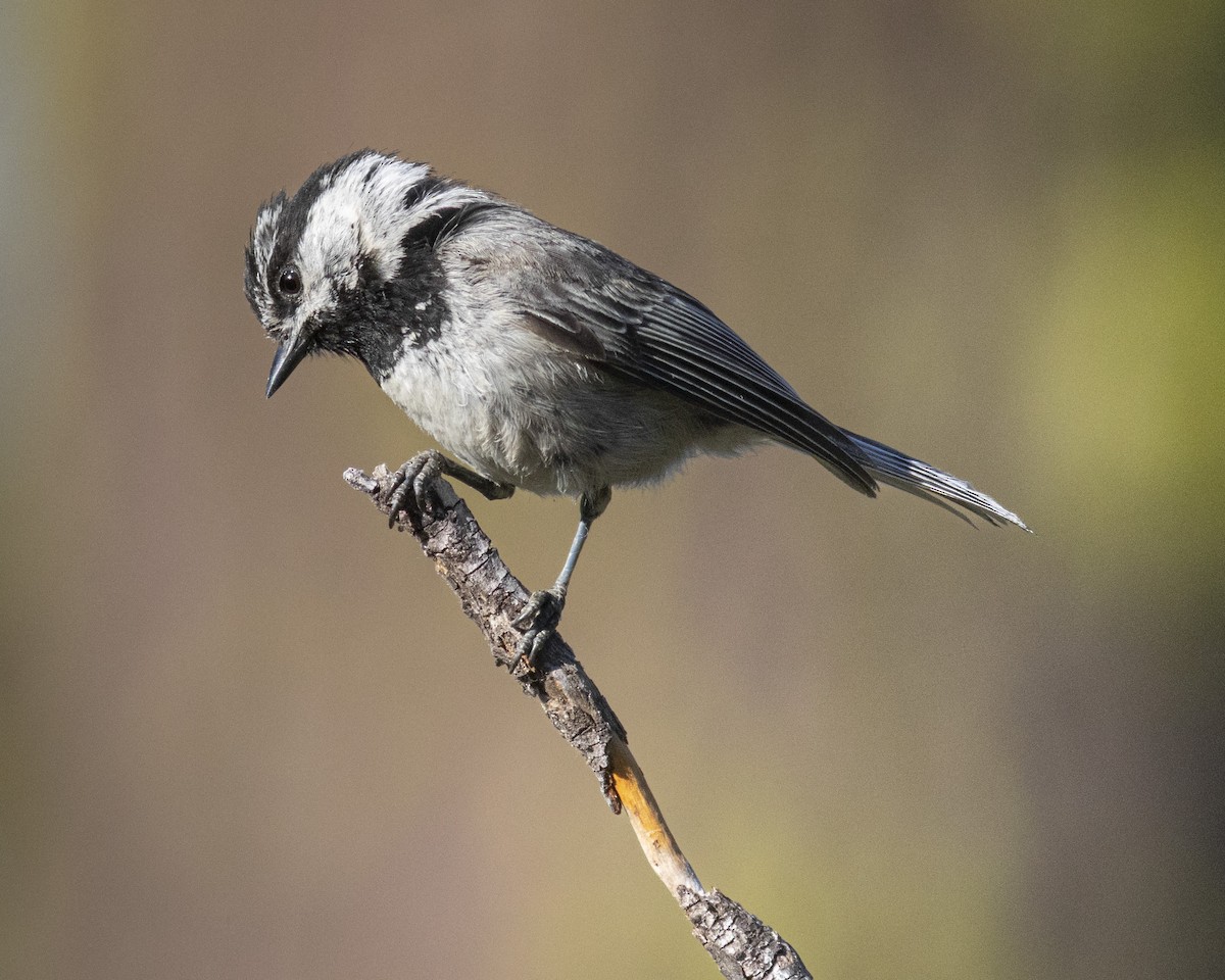 Mountain Chickadee - Steve Abbott