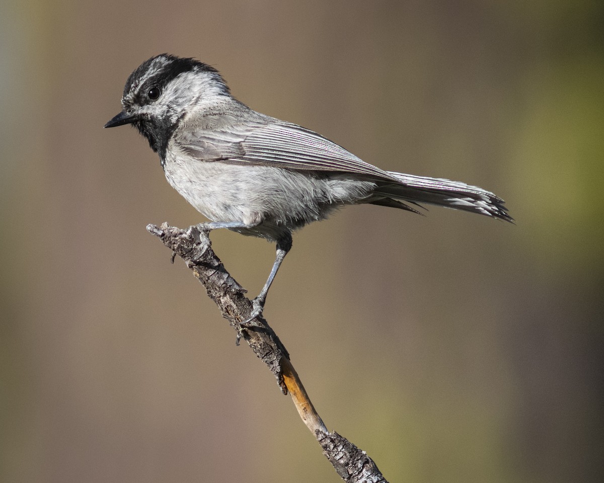 Mountain Chickadee - ML620813226