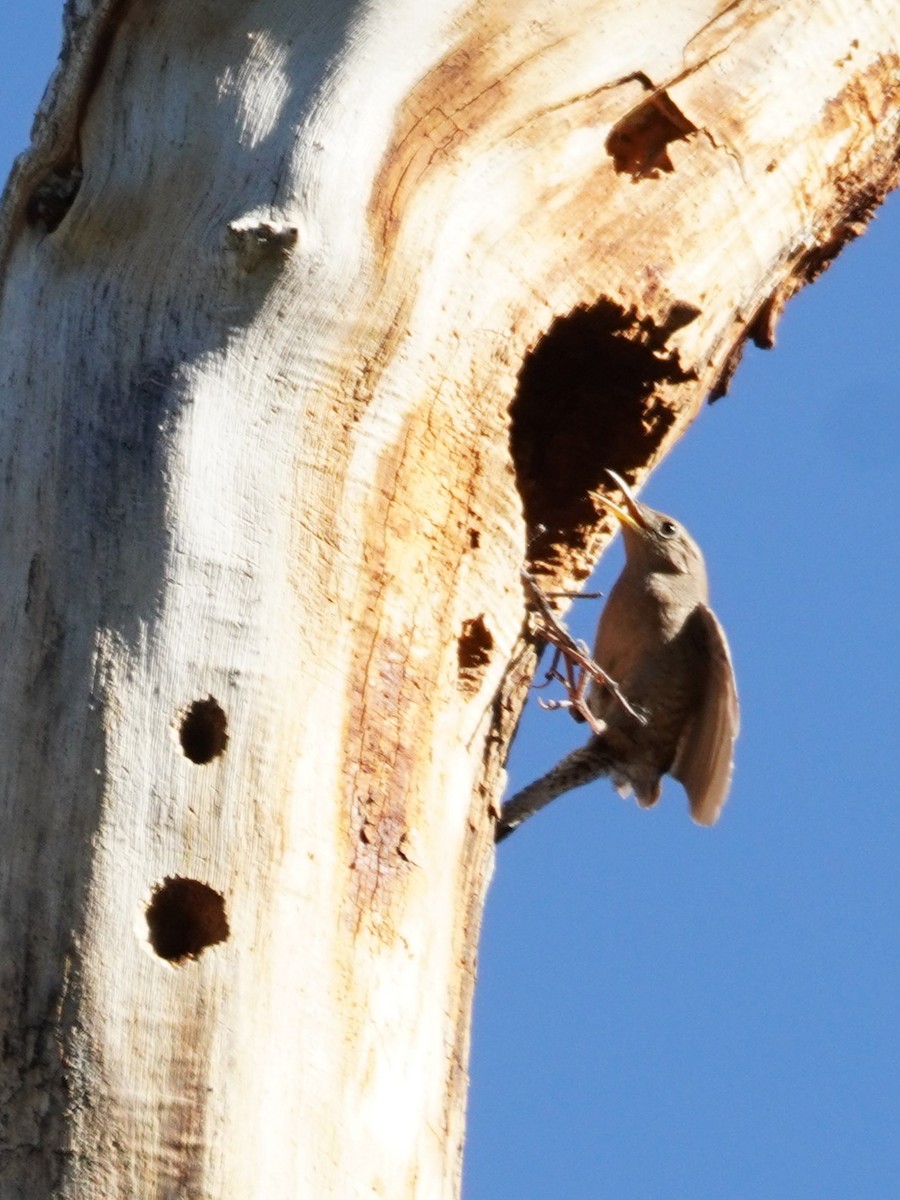 House Wren - ML620813229