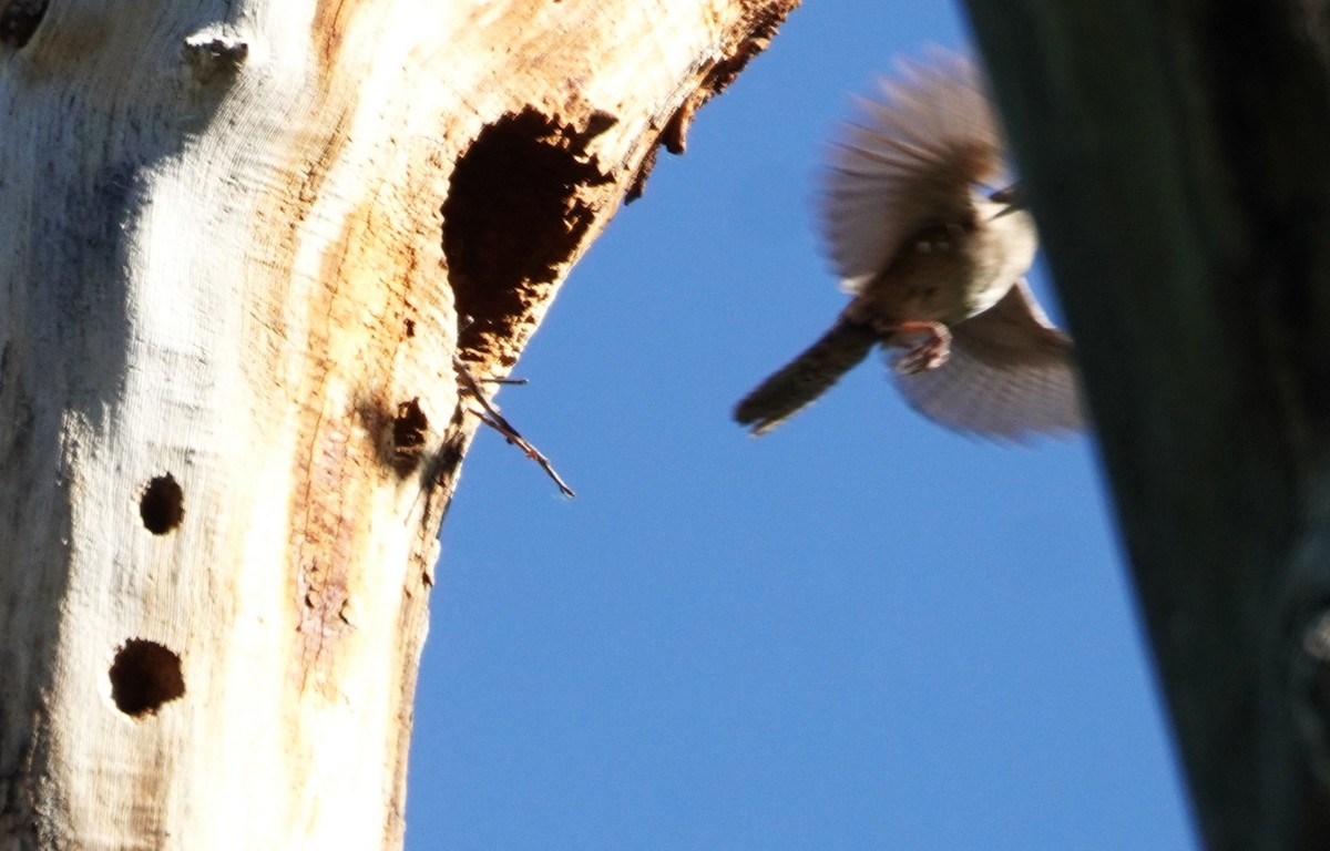 House Wren - ML620813230