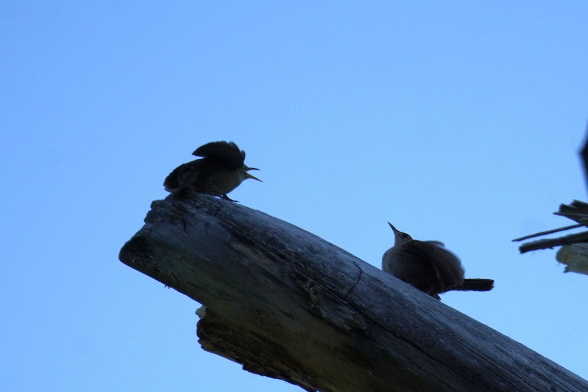 House Wren - ML620813233