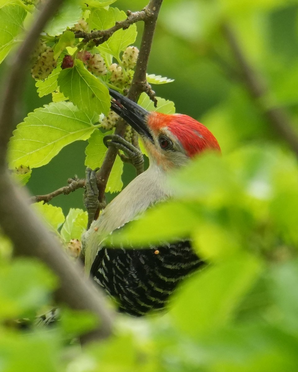 Red-bellied Woodpecker - ML620813235