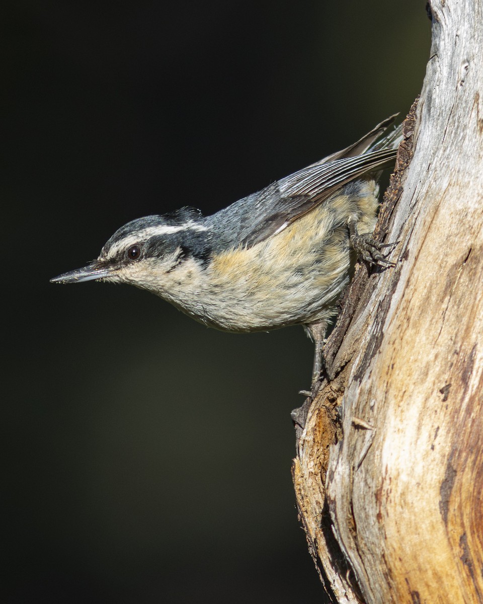 Red-breasted Nuthatch - ML620813236