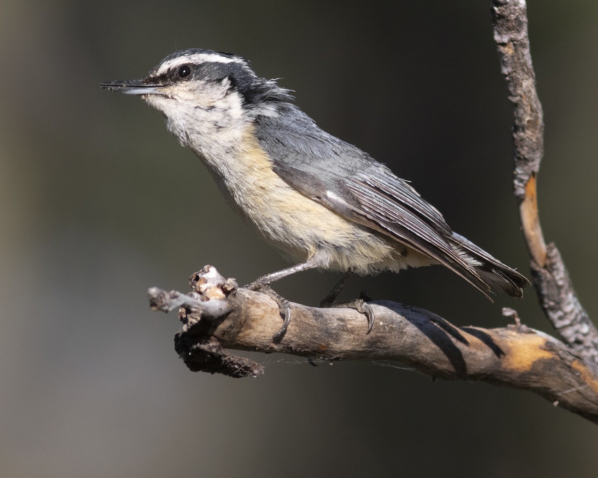 Red-breasted Nuthatch - ML620813237