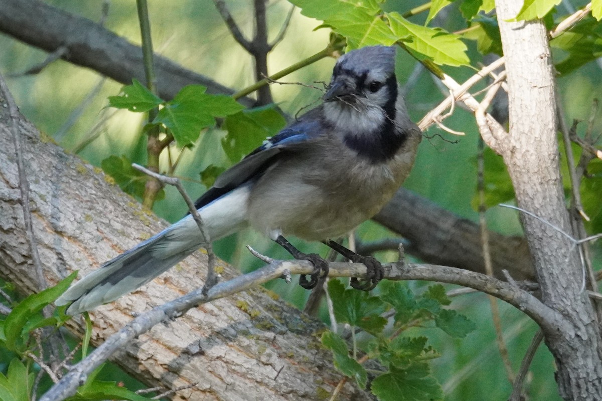 Blue Jay - ML620813239