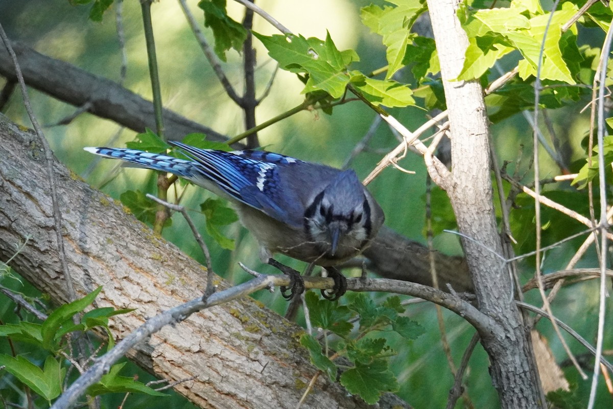 Blue Jay - ML620813240