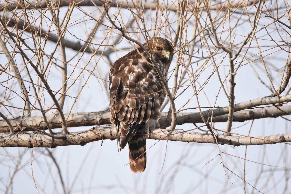 Red-shouldered Hawk - ML620813245