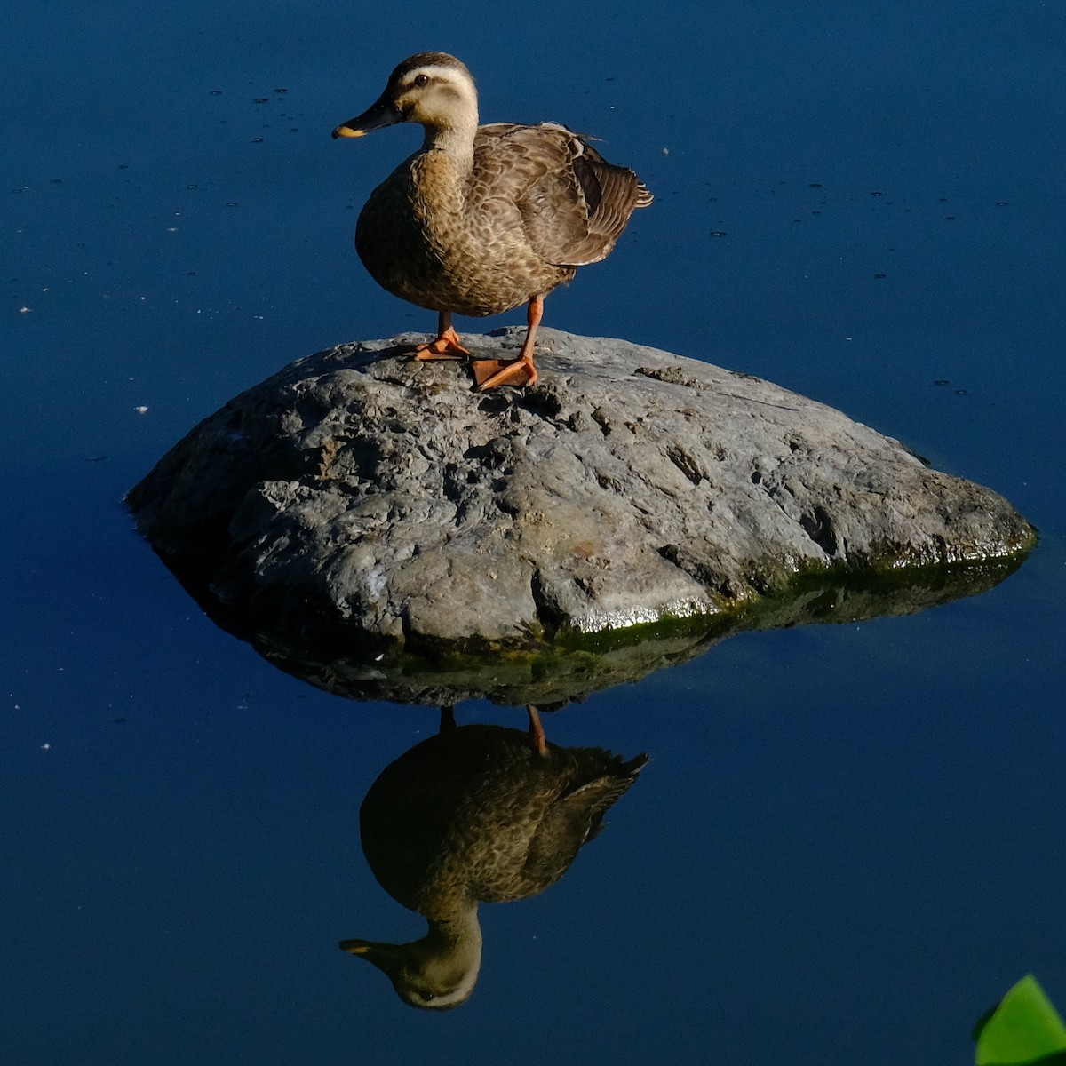 Eastern Spot-billed Duck - ML620813250