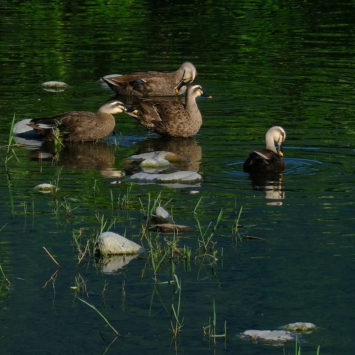 Eastern Spot-billed Duck - ML620813251