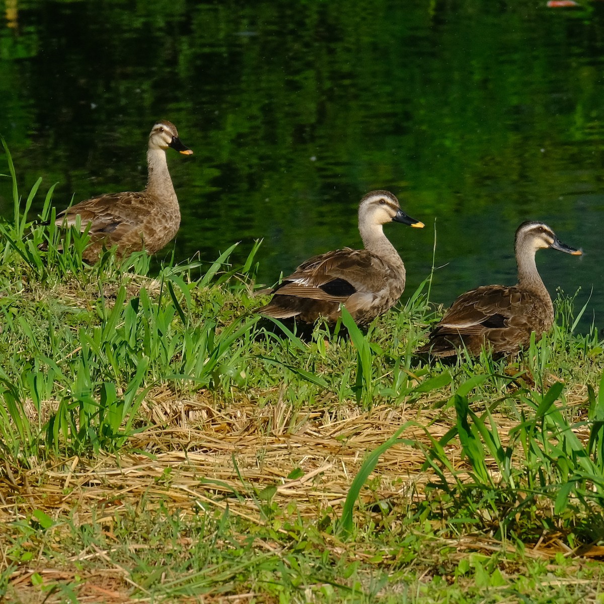 Eastern Spot-billed Duck - ML620813252