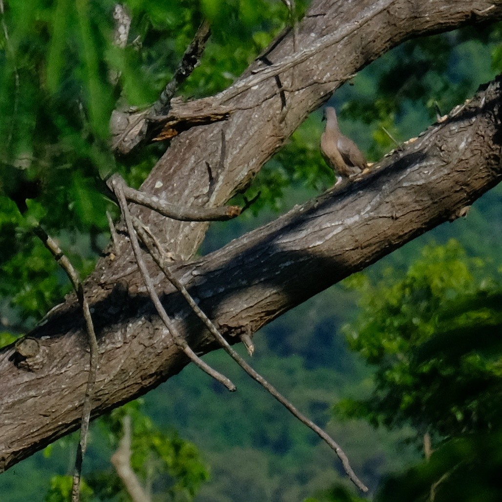 Red Collared-Dove - ML620813255