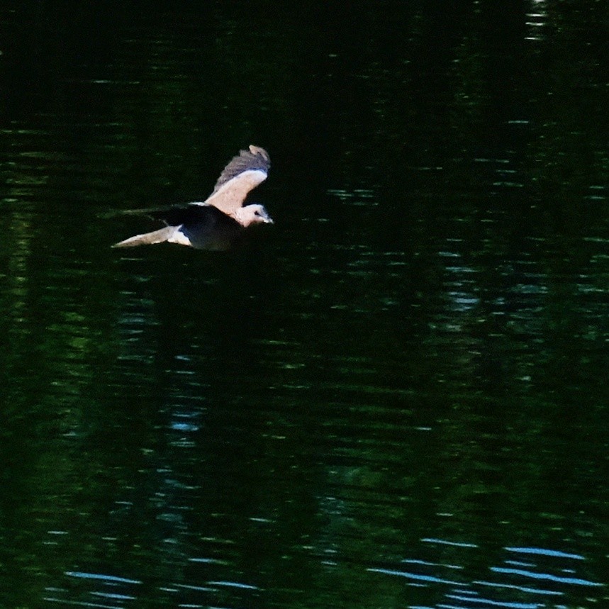 Spotted Dove - ML620813257