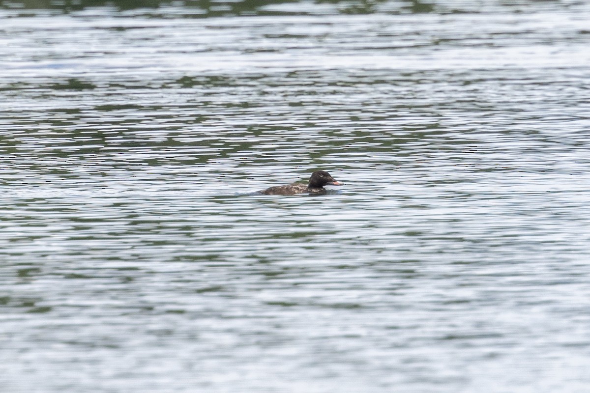 White-winged Scoter - Mason Flint