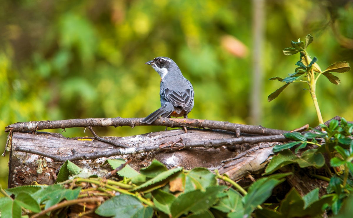 Chestnut-breasted Mountain Finch - ML620813263