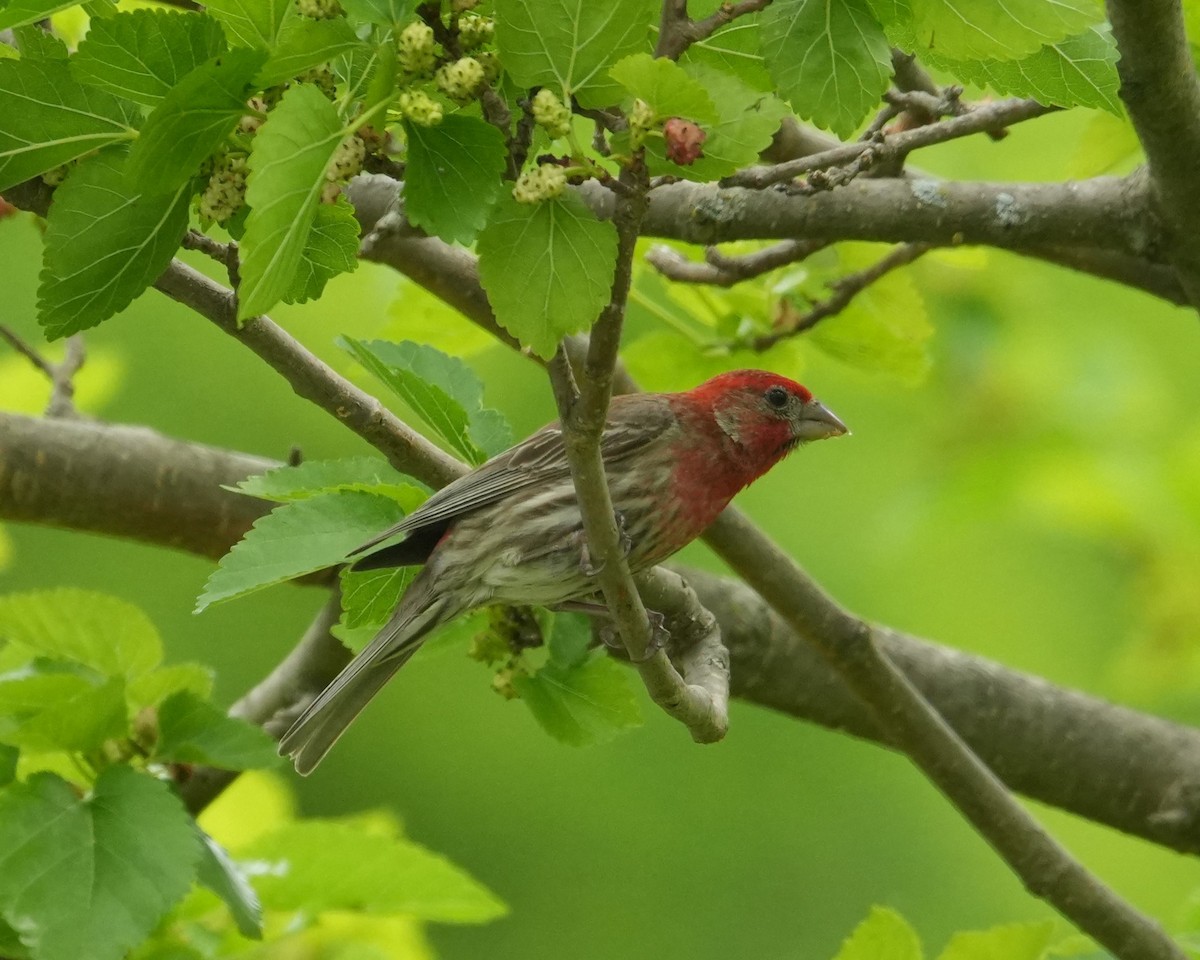 House Finch - ML620813266