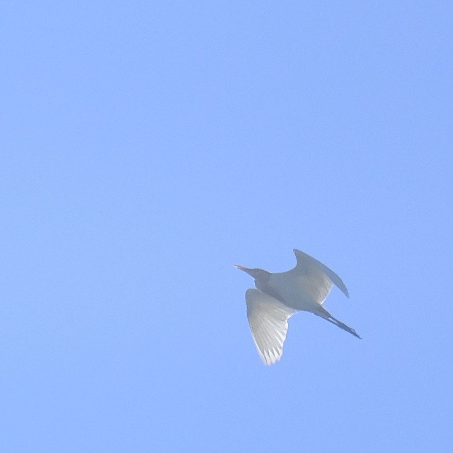 Eastern Cattle Egret - ML620813267