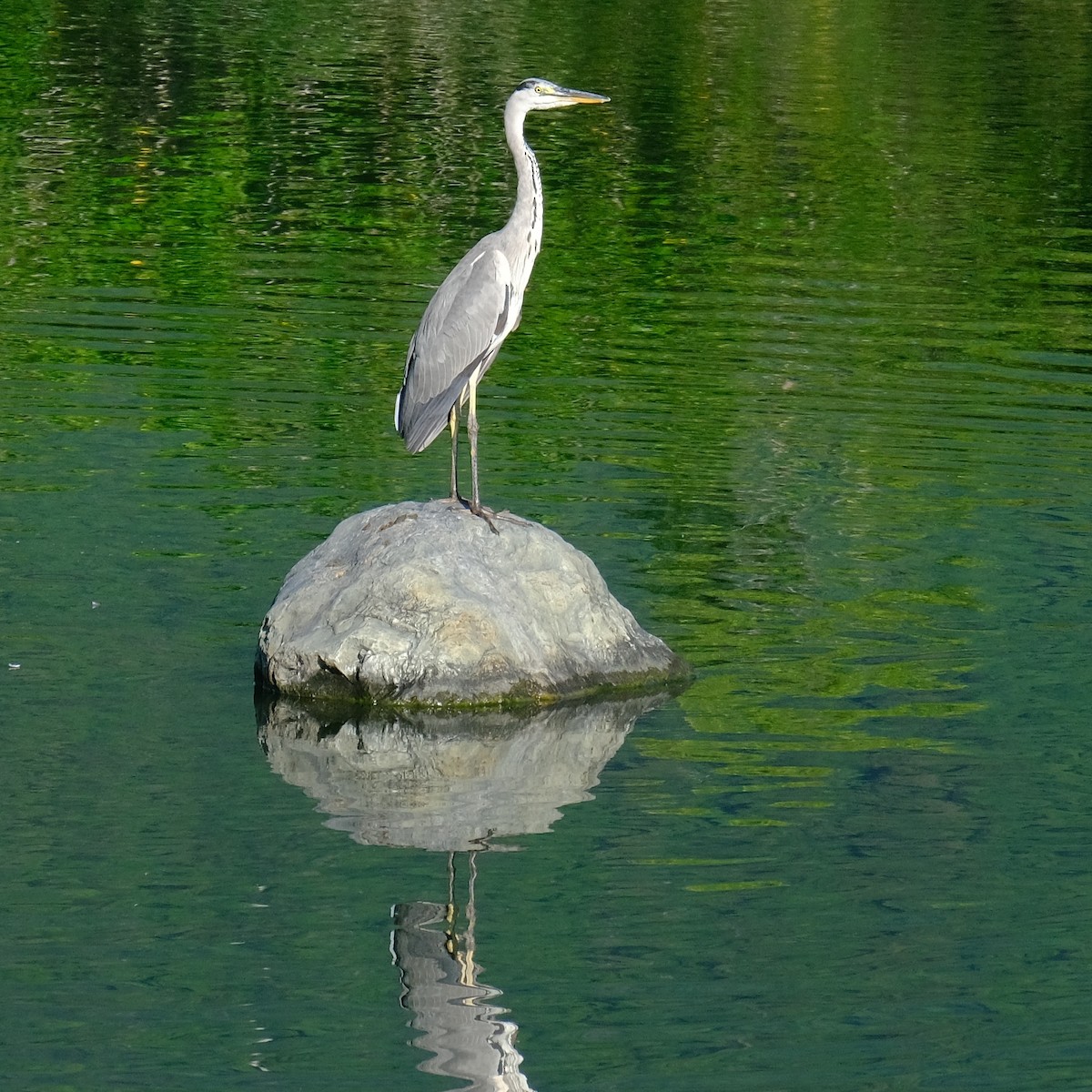 Gray Heron - ML620813269