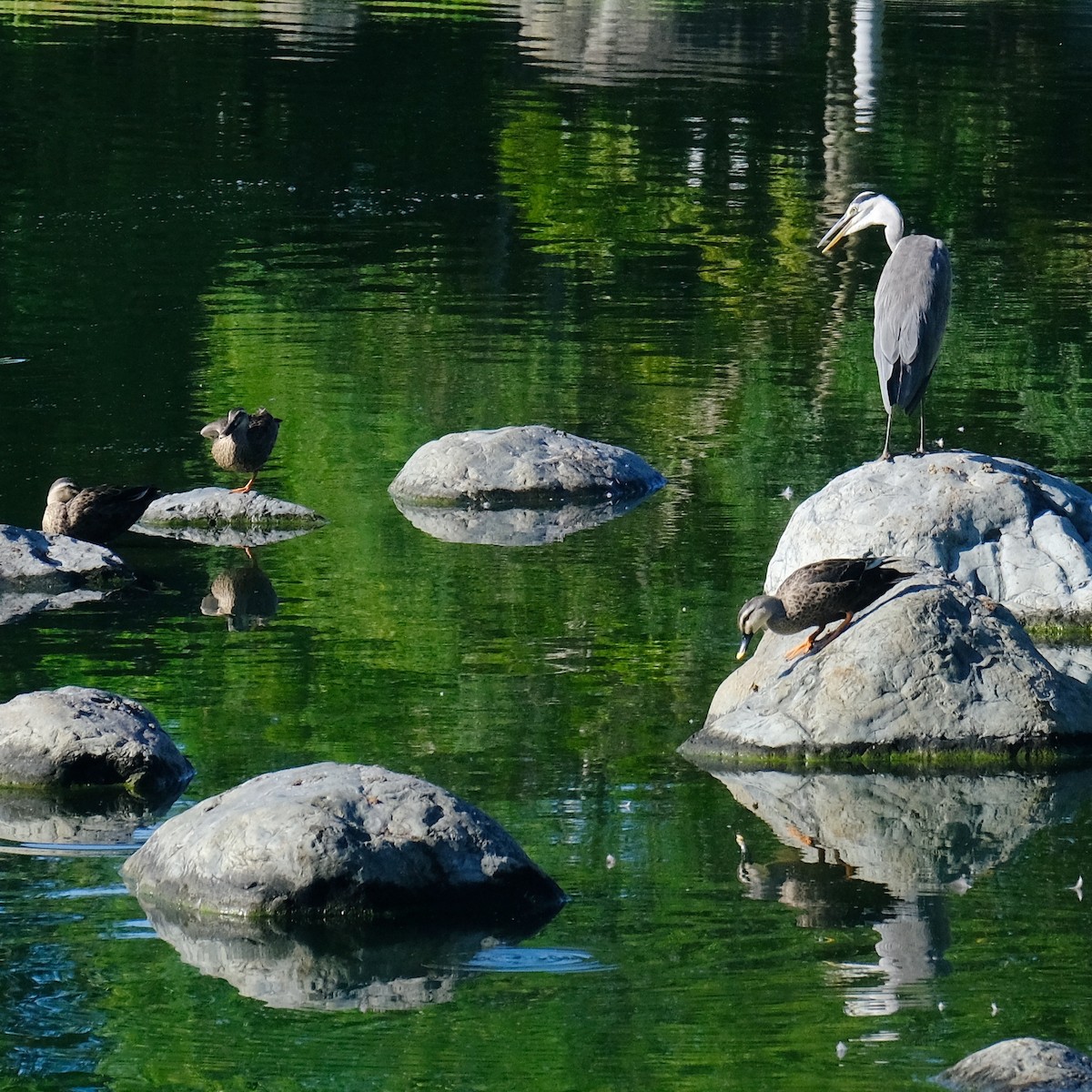 Gray Heron - ML620813272