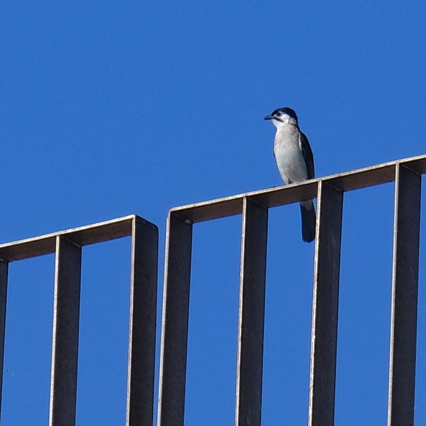 Bulbul de Taïwan - ML620813276