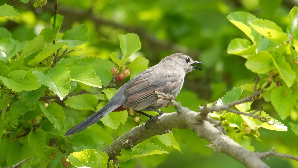 Gray Catbird - ML620813277