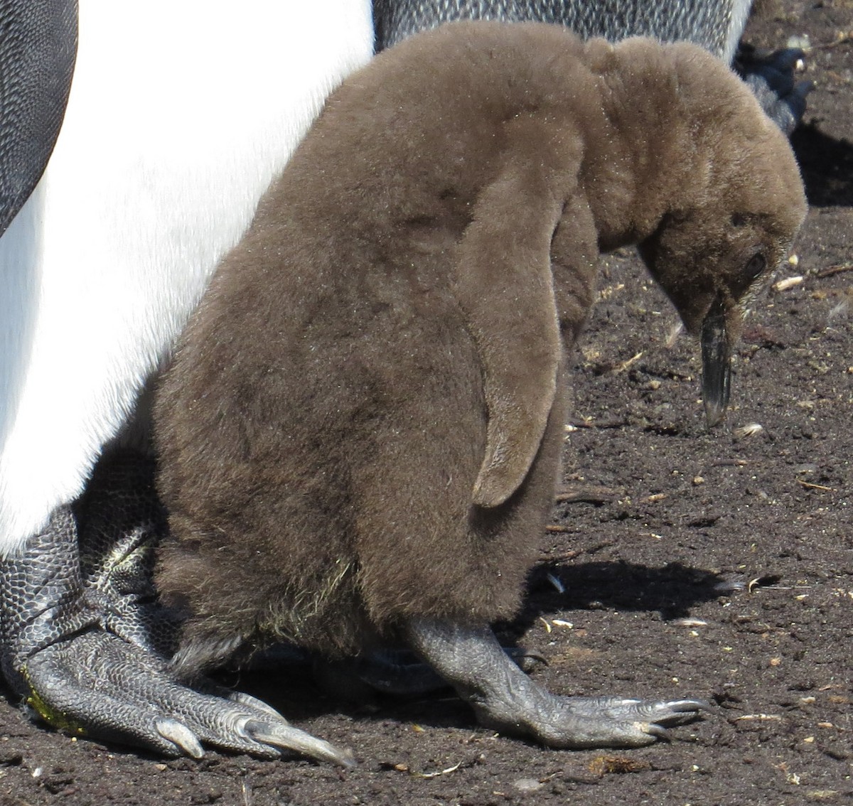 King Penguin - ML620813280