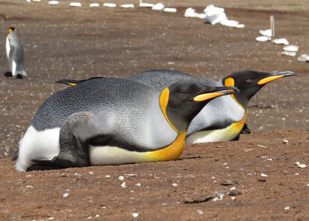 Королевский пингвин - ML620813282