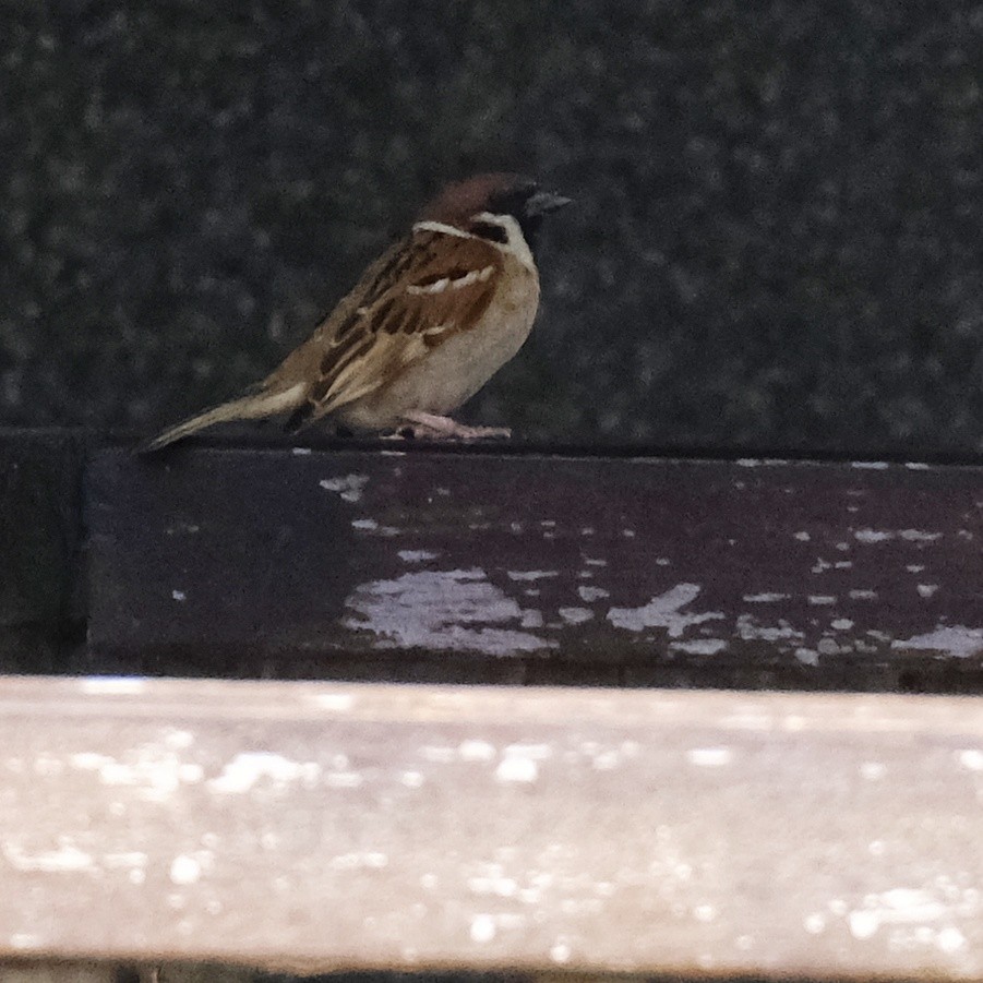 Eurasian Tree Sparrow - ML620813286