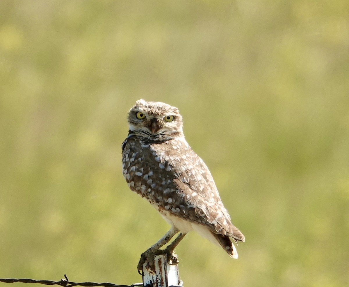Burrowing Owl - ML620813289