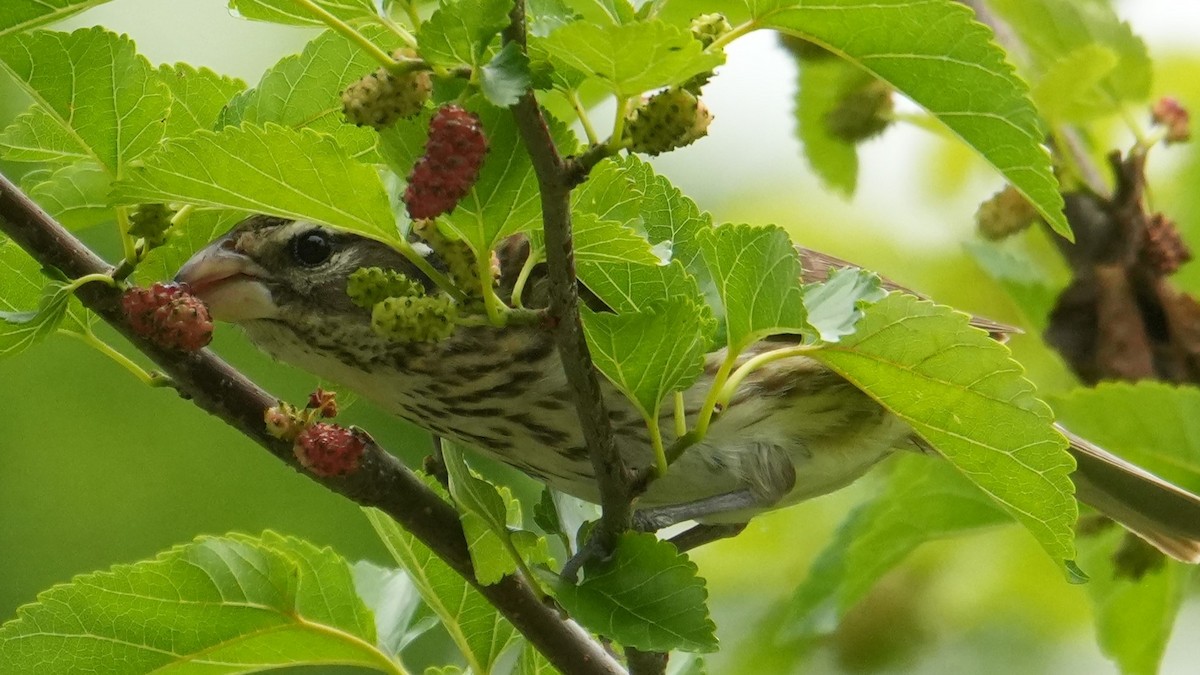 Rose-breasted Grosbeak - Jon Bartell