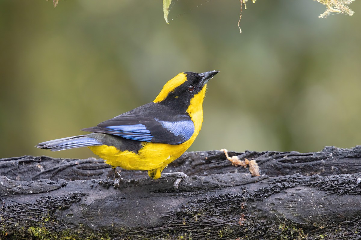 Blue-winged Mountain Tanager - ML620813291