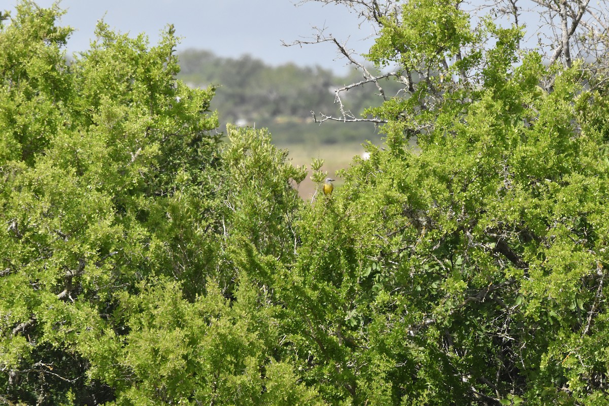 Couch's Kingbird - ML620813292