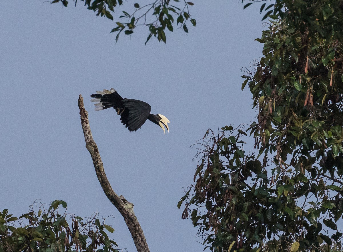 Black Hornbill - ML620813293