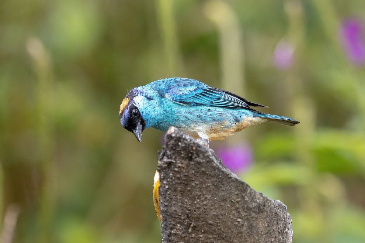 Golden-naped Tanager - ML620813294