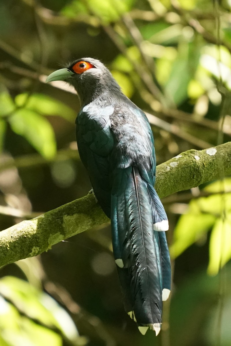 Chestnut-bellied Malkoha - ML620813300