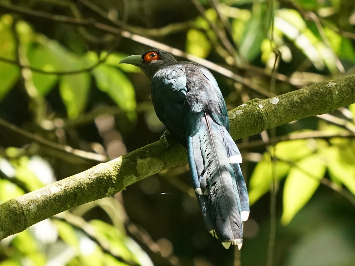 Chestnut-bellied Malkoha - ML620813301