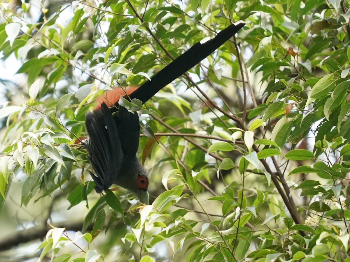 Chestnut-bellied Malkoha - ML620813306