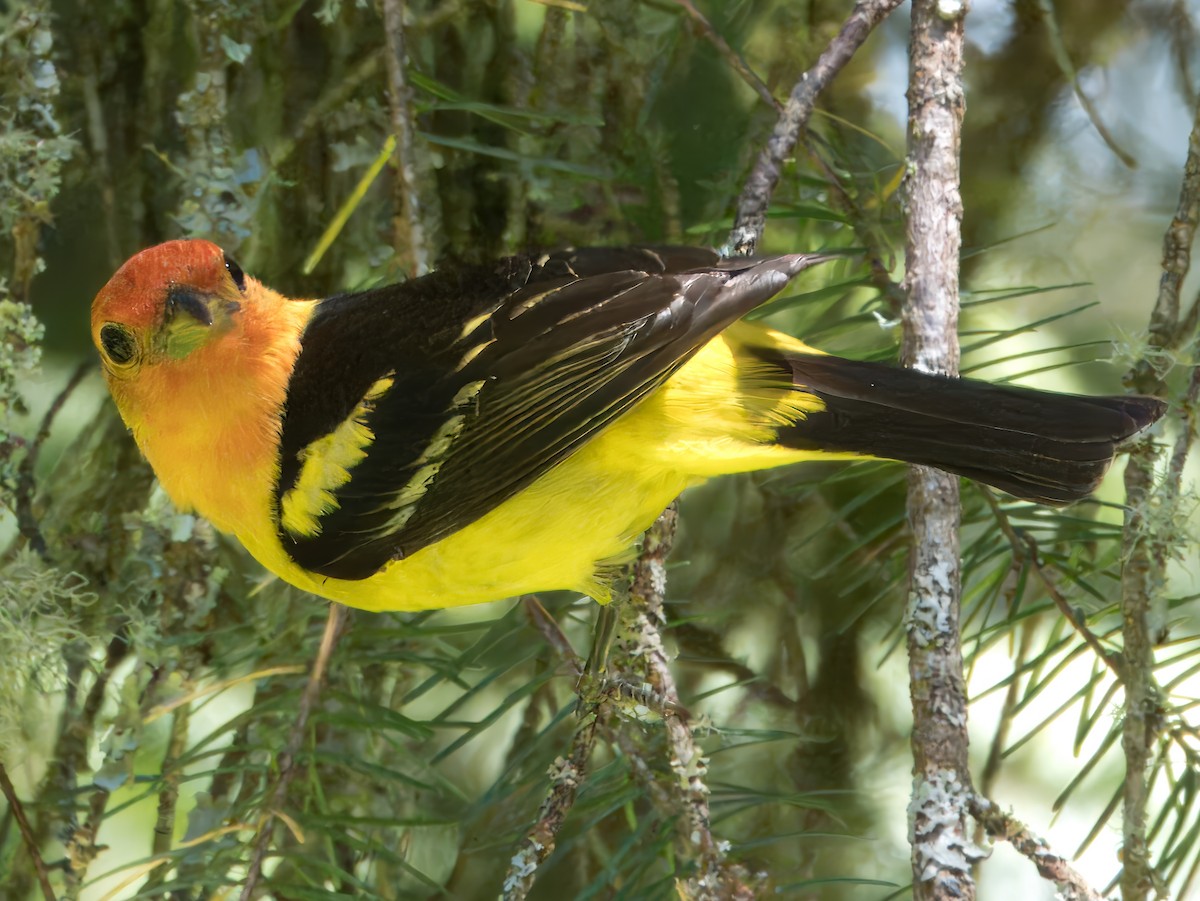Western Tanager - ML620813312
